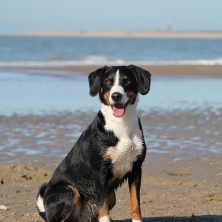 Mejores playas con perros en el País Vasco