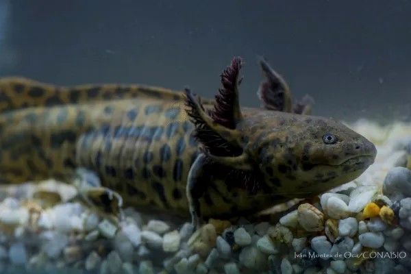 Ajolote de la Laguna de Zacapu 