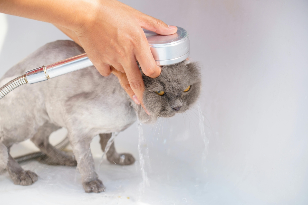 Bañar-gato