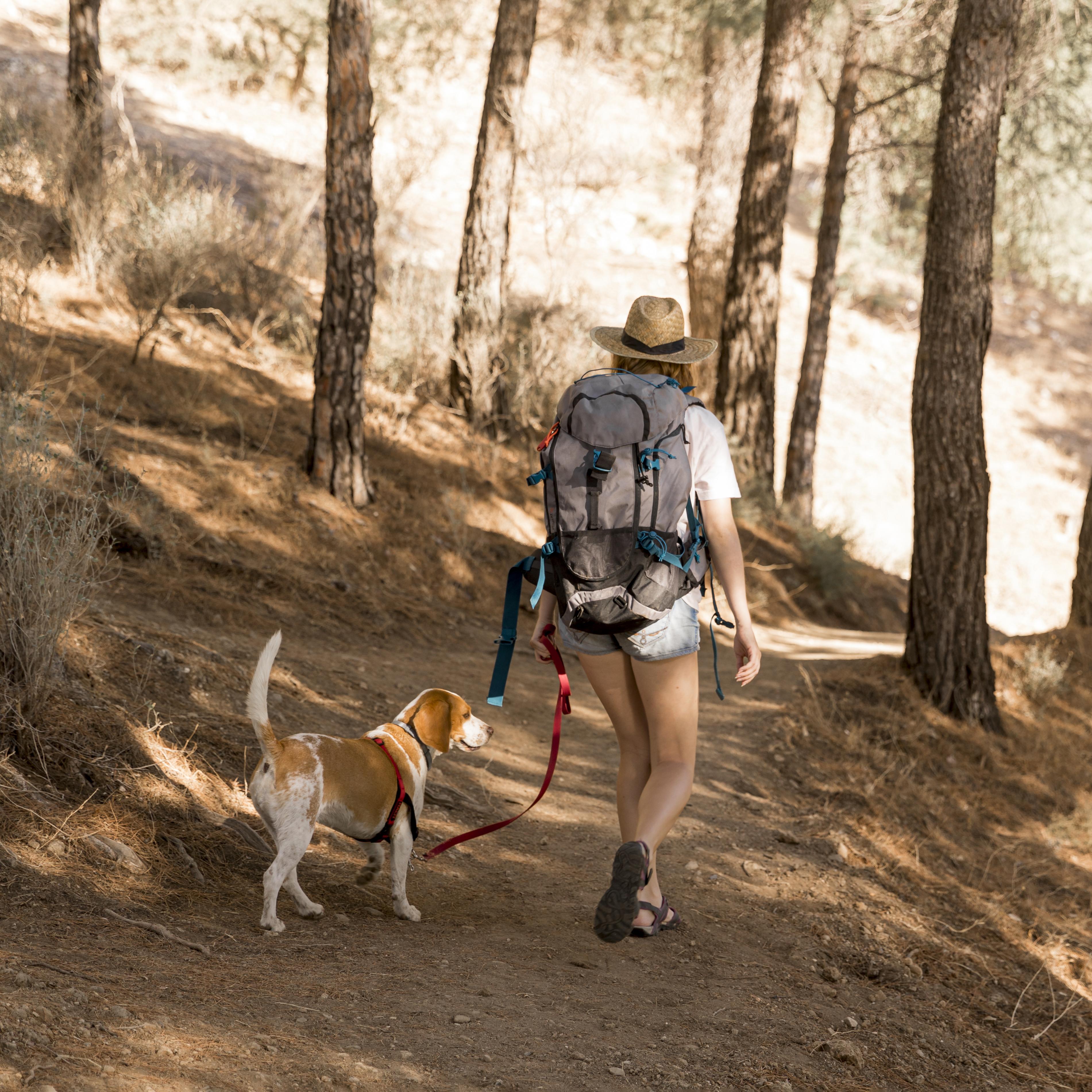 Camino de Santiago con perro