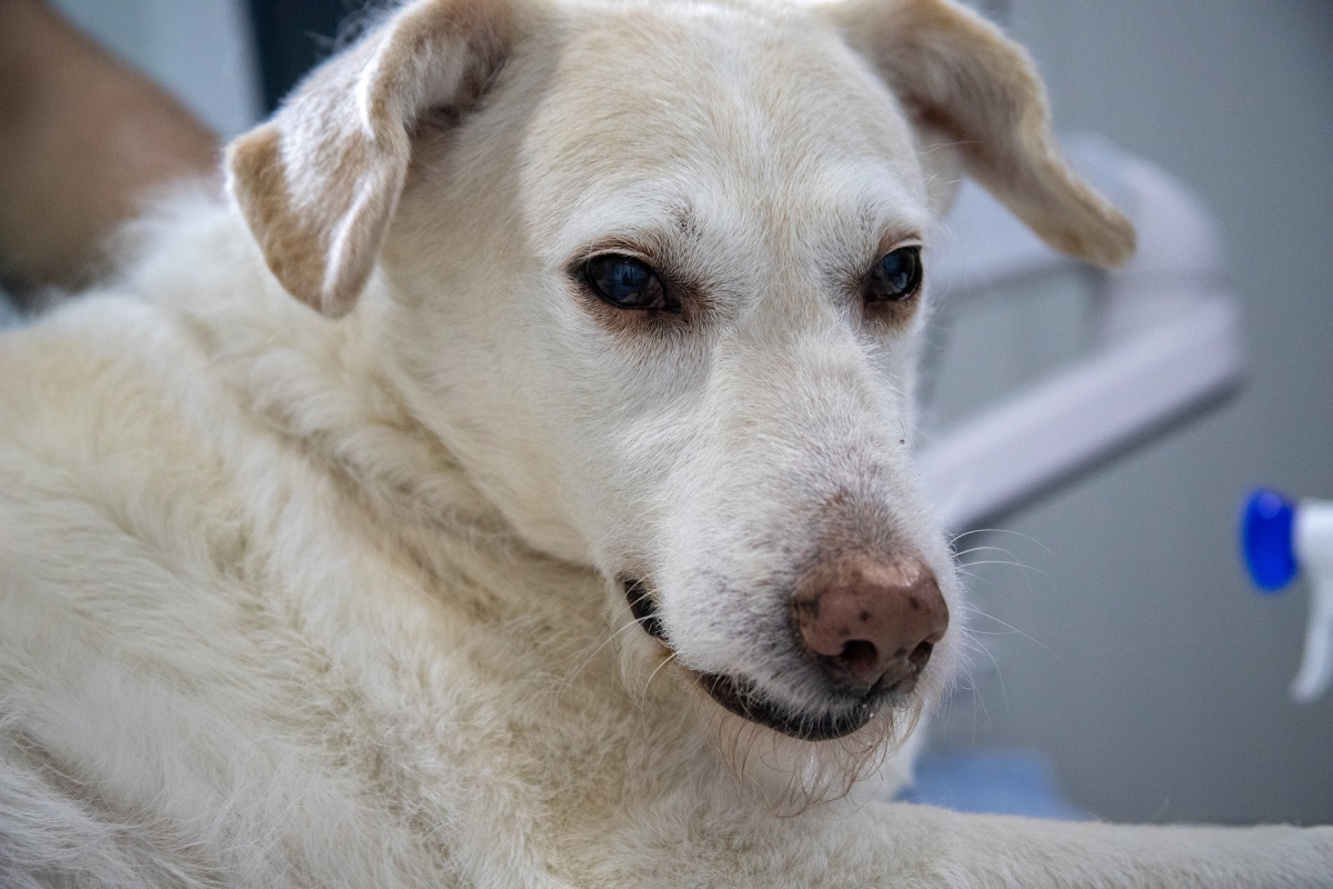 Diabetes en perros