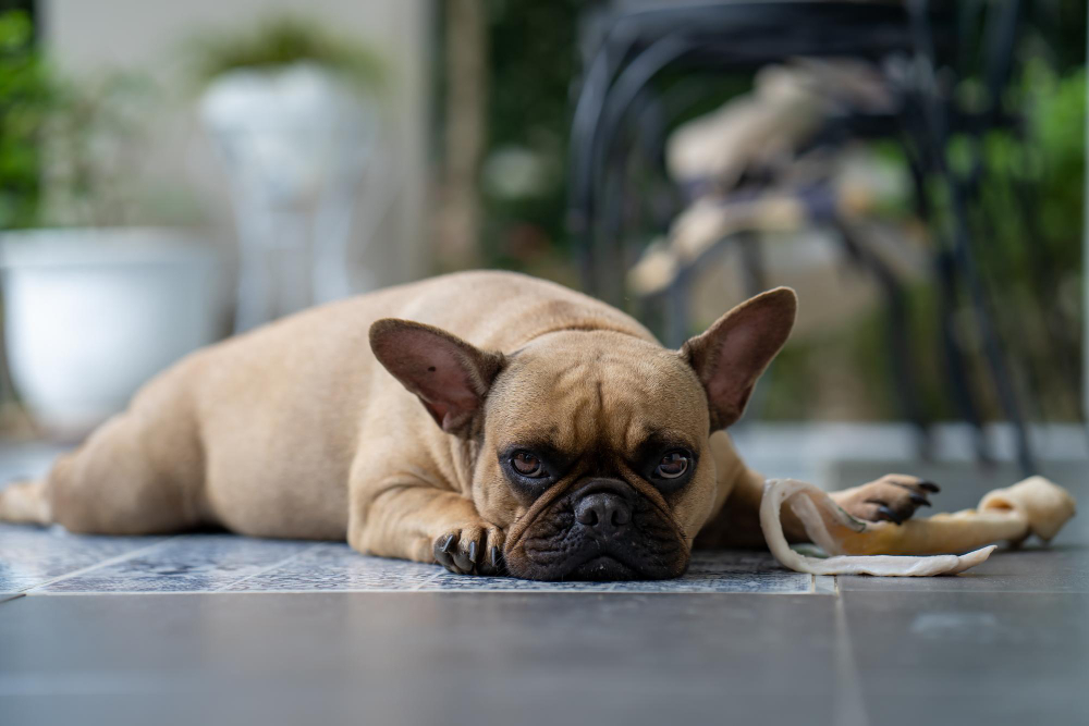 Perro solo en casa