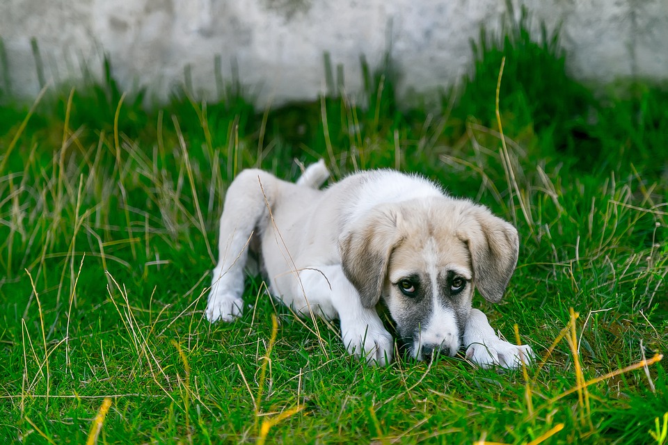 Cómo saber si mi perro tiene fiebre