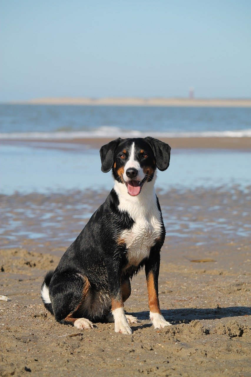 Playas con perros en el País Vasco