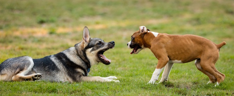 Perros ladrando