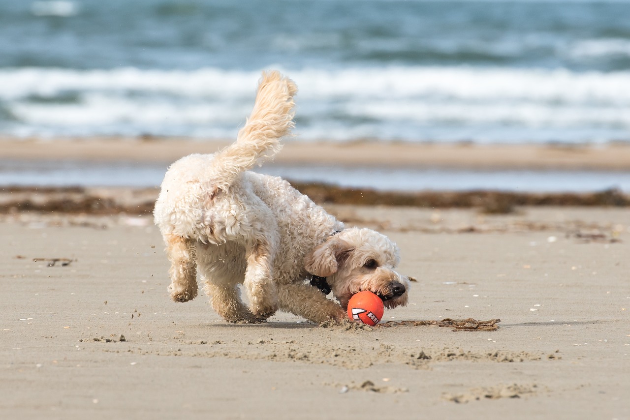 Perro en la playa