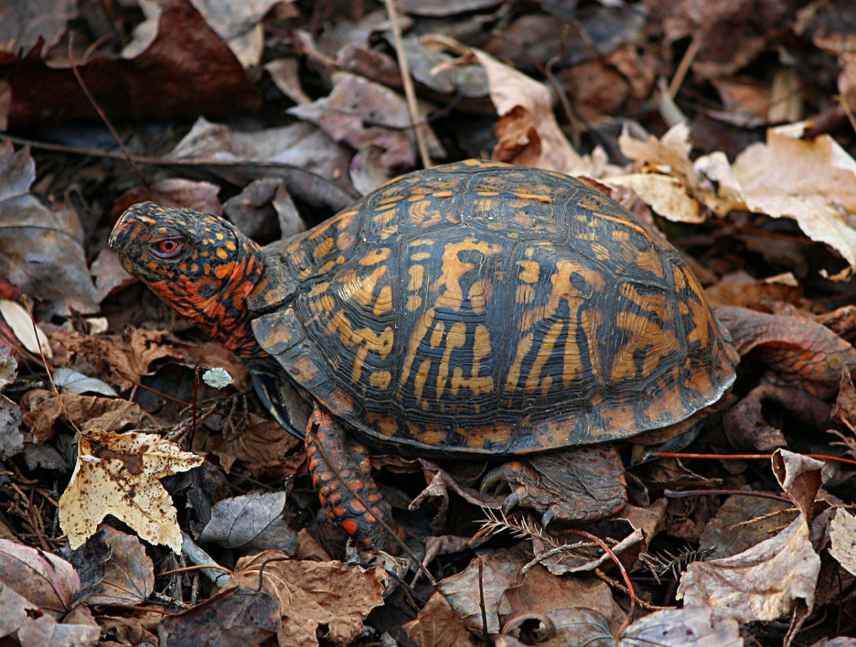 Qué pueden comer las tortugas de tierra