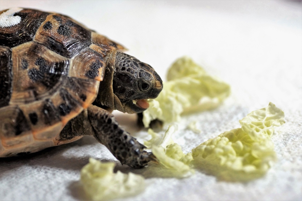 Qué pueden comer las tortugas de tierra