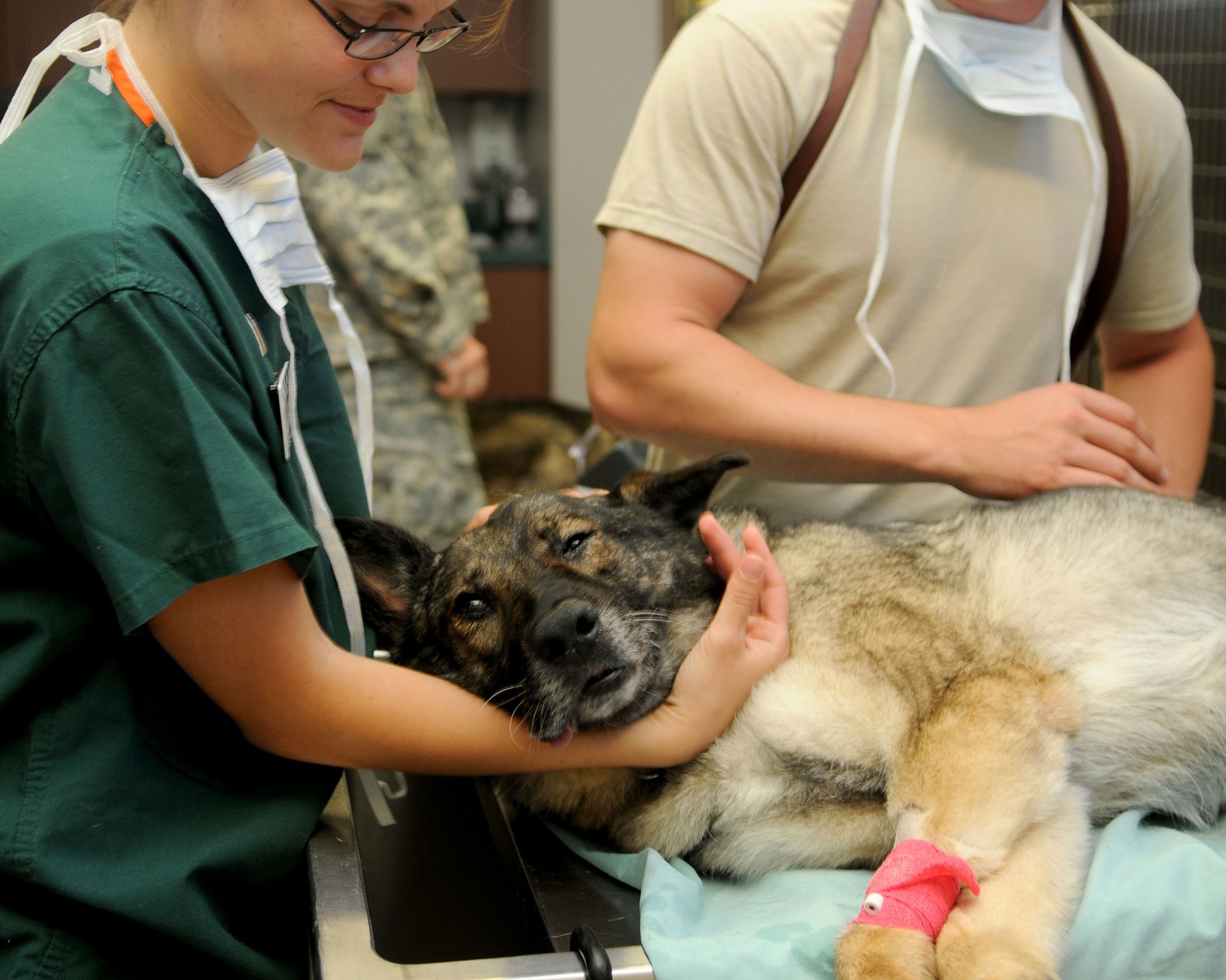 Veterinario