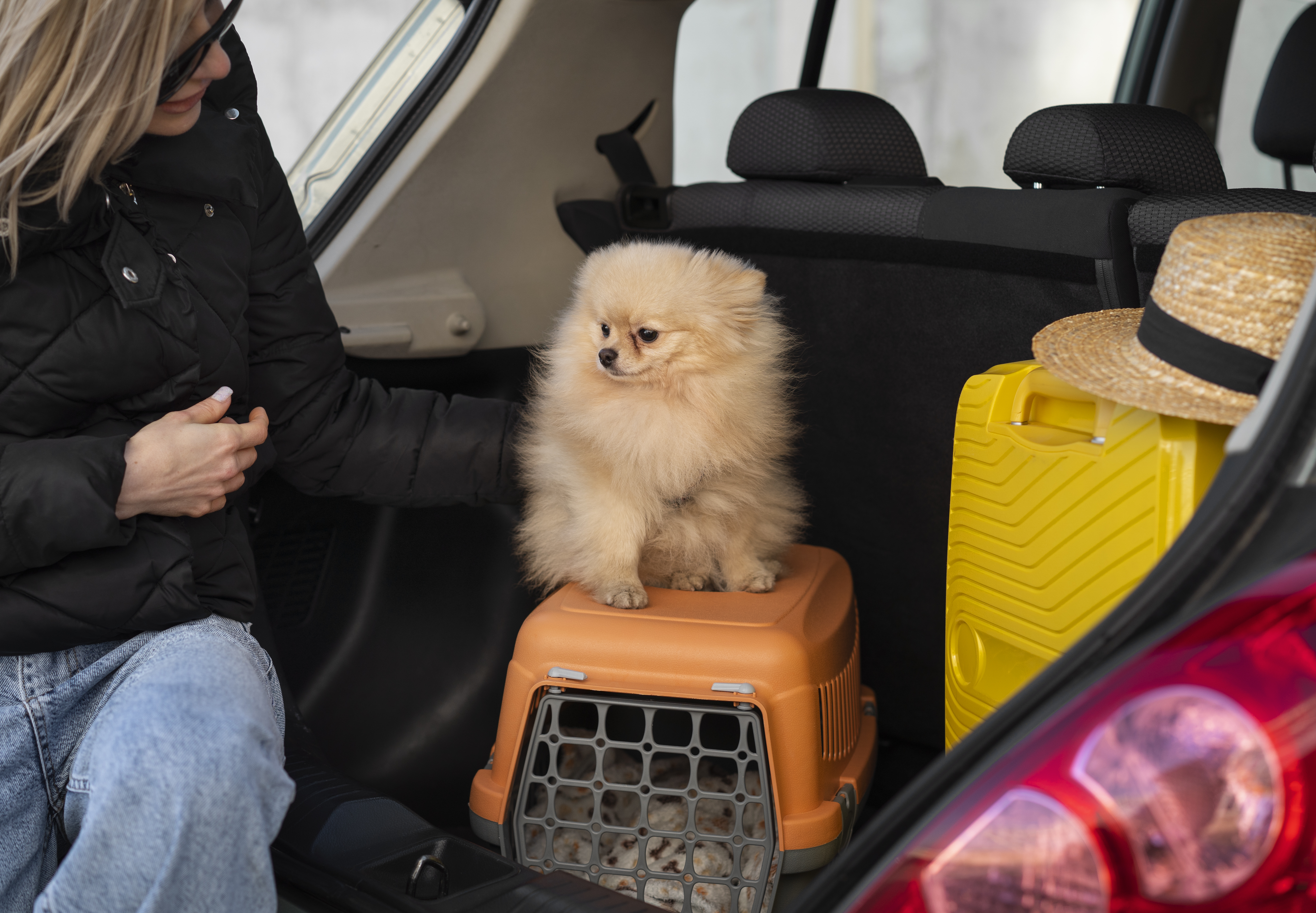 Viajar con perro