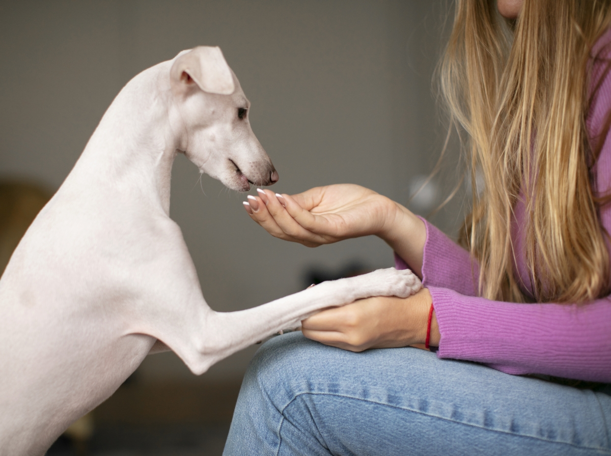 Vitaminas para perros