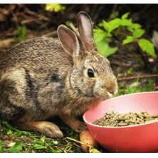 ¿Qué verduras comen los conejos?