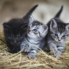 tres gatos grises