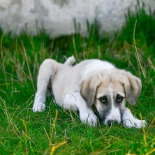 Cómo saber si mi perro tiene fiebre