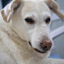 Diabetes en perros