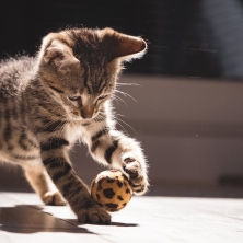 Mejores juguetes para gatos