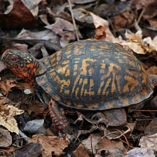 Qué pueden comer las tortugas de tierra