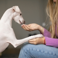 Vitaminas para perros