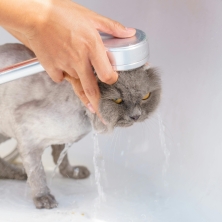 Cómo bañar a un gato. Consejos y recomendaciones