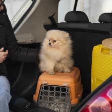 Viajar con perro