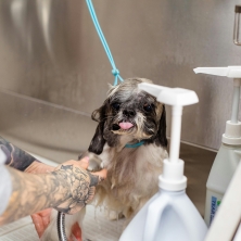 CÓMO QUITAR EL OLOR A PERRO DE TU CASA
