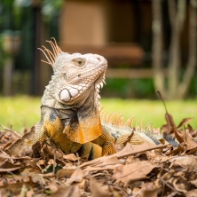 Iguana doméstica