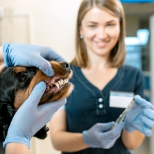 limpieza-dental-perros