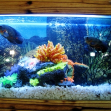Tipos de peces de acuario y sus características