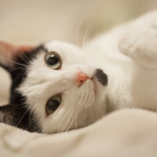 Gato enfermedades