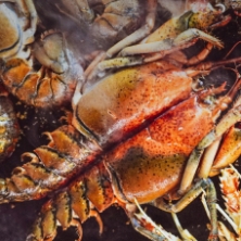 Sorteo mariscada
